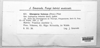 Bjerkandera fumosa image